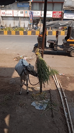 Morning street life documented across Mumbai during ten-minute span