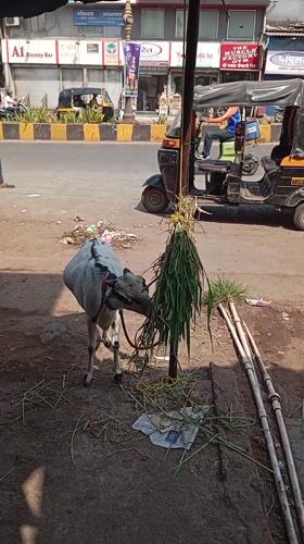 Morning street life documented across Mumbai during ten-minute span