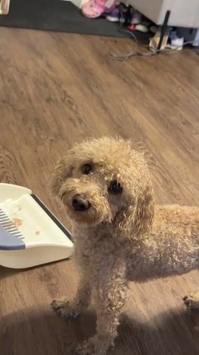 Curly-haired poodle photographed on wooden floor in Perm