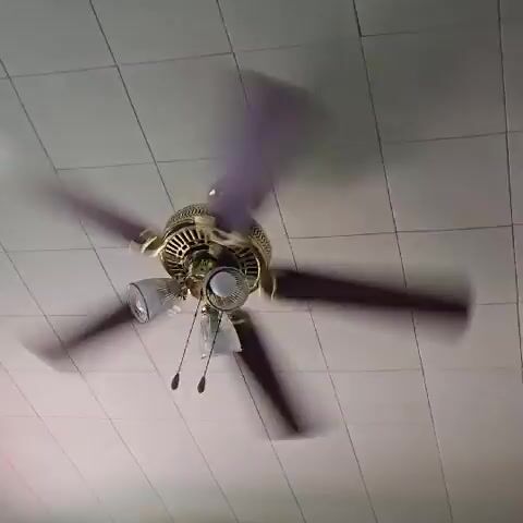 A ceiling fan with five brown blades spins in front of a tiled white ceiling. The fan's fixture is gold-colored and ornate, with three glass shades surrounding light bulbs. Two pull chains hang from the fixture. The camera angle is looking upwards at the fan.