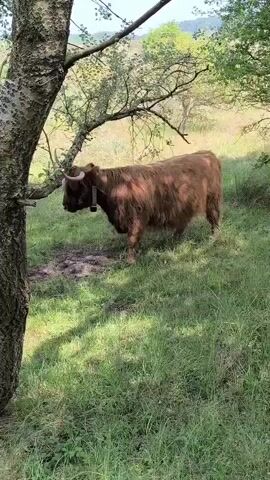A brown Scottish Highland cow stands in a field under the shade of a tree. The field is grassy and sloped, with other trees visible in the background. The sky is bright. The cow wears a collar with a bell. A tree trunk is in the foreground. A child's voice can be heard.