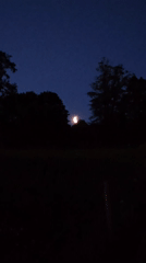 Crescent moon filmed through trees in St. Gallen night scene