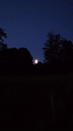 Crescent moon filmed through trees in St. Gallen night scene