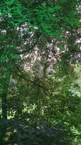 A first-person, eye-level, slightly low-angle, medium-range shot of lush green foliage and trees with a lighter background. The camera pans slowly from left to right, revealing dense green leaves and branches that obscure much of the background. The leaves are vibrant green, some appearing brighter due to sunlight filtering through them, while others are darker and more shaded. The lighter background suggests either an open sky or a more distant, less dense section of the forest. The gentle movement of the camera creates a sense of peaceful observation within a natural, verdant environment.