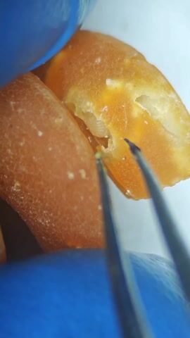 The video shows a light tan colored grub being extracted from a piece of fruit with metal tweezers by a person wearing blue latex gloves. The grub is examined by microscope. A Coca-Cola can and a Pringle’s can are sitting near the base of the microscope. The microscope is labeled as MAGUS.