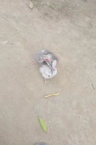 The camera shows a dead bird, possibly a chicken, lying on sandy ground. The bird is mostly gray and white, with a thin tail. Next to it are a small yellow stick and a green leaf. A person wearing sandals stands nearby.