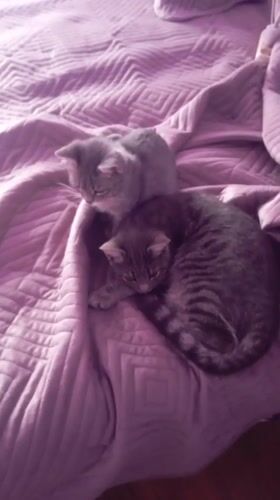 Cats observed resting indoors, streets filmed in Baksan, Russia