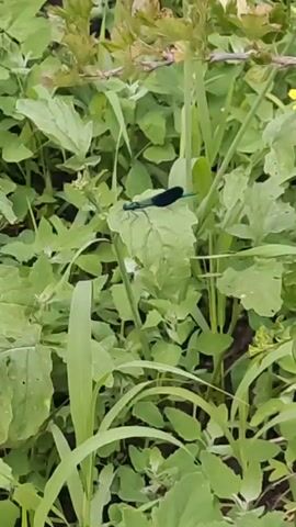 A damselfly rests on a green leaf amidst lush vegetation. The damselfly is dark blue with iridescent green markings. The surrounding plants are green and varied in shape and size. The video is shot from a medium distance, focusing on the damselfly and its immediate surroundings. The lighting appears natural, suggesting it was filmed outdoors during the day. There are no people or other animals visible in the frame.