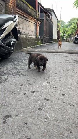 The video shows two dogs on a paved street. A dark, scruffy puppy walks towards the camera from near a parked scooter. In the distance, a tan-colored adult dog approaches from further down the street. The street is narrow, lined with buildings and fences. Vegetation is visible at the end of the street.