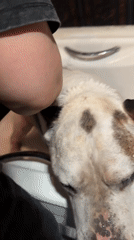 Dog receives calm bath in Krasnoyarsk home