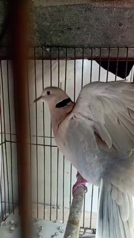 A light-colored dove with a black band around its neck is perched on a wooden rod inside a cage. The dove's wings are partially extended. The cage has a white background and metal bars. The dove's feet are wrapped in pink bands. There is white debris on the floor of the cage.
