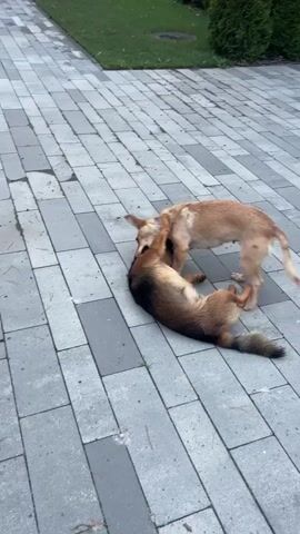 The video shows two dogs playing on a paved patio. One dog, a lighter brown color, is standing, while the other dog, a darker brown and black color, is lying on its back. The standing dog is playfully nipping and pawing at the dog on the ground. The environment appears to be an outdoor setting, possibly a backyard, with some greenery visible in the background. The paved surface is made of rectangular grey stones. The interaction between the dogs appears to be friendly play.