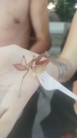 A person's hand is in the foreground, holding a light brown praying mantis. The praying mantis is positioned on the palm of the hand. A white plastic fork is extended towards the praying mantis, and it appears the praying mantis is either eating or being offered food from the fork. To the left of the hand, another person's torso is visible, and to the right, part of another person's arm is visible, along with a tattoo. The background is out of focus, showing some greenery and possibly a bench. The lighting suggests an outdoor setting during the day.