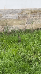 Starling forages in grassy area near wall in Saint Petersburg