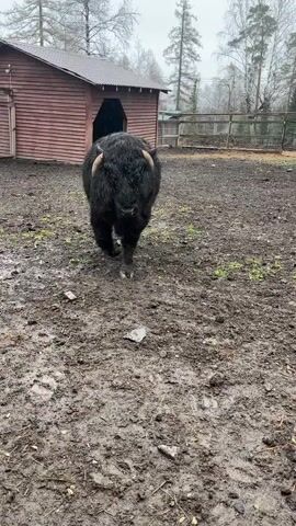 A shaggy, dark-haired bovine animal, likely a Highland cattle, walks towards the camera in a muddy outdoor enclosure. The animal's fur is wet and appears to have specks of rain or sleet. It has short, light-colored horns. In the background, a wooden shed with a dark roof is visible, along with trees and a fence, under an overcast sky. The ground is very muddy with puddles and sparse patches of grass. Voices can be heard in the background, speaking Russian, with one person asking "Is this mom, yes?" and another replying, "No, this is dad." The scene appears to be set in a farm or animal park in Magnitskii, Russia, during damp, possibly cold, weather.