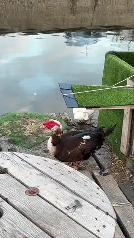 A dark-colored duck with a red face is standing on wooden planks near a body of water. The duck is facing left with its beak open. To the right of the duck, there is a white bird partially visible. The background shows a concrete wall and water. In the foreground, a large wooden spool is visible. There are also green turf-covered surfaces and wooden structures in the scene.