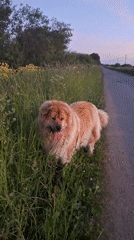 Dog spotted multiple times on rural Russian road at sunset