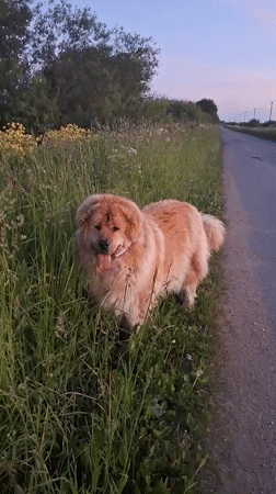 Dog spotted multiple times on rural Russian road at sunset