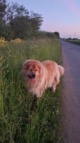 Dog spotted multiple times on rural Russian road at sunset