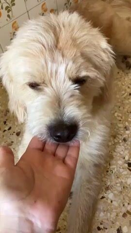 A close-up shot shows a person's hand gently touching a dog's nose. The dog is light brown with shaggy fur and appears to be lying down. The background is tiled with a mosaic pattern. The person's hand is positioned to softly grip the dog's muzzle.