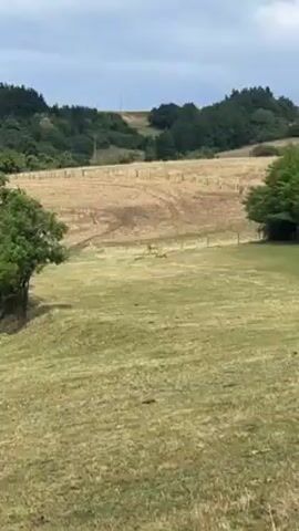 The video shows a rural landscape with rolling hills and fields. The foreground is a green grassy slope, and a small tree is on the left. Beyond the grassy area is a field with dry, harvested crops, surrounded by a wire fence. Two deer are visible in the middle distance, walking across the field. In the background, there is a line of trees along the top of a hill, and several tall, white structures, possibly wind turbines or electrical towers, are visible on the horizon under a cloudy sky.