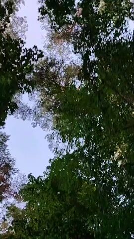 The video is a short, vertical clip filmed from a low angle looking up at a dense canopy of green trees. The sun is visible through the leaves, creating dappled light effects on the foliage. The movement suggests someone is walking or moving through a wooded area, causing the camera to sway. The leaves are lush and green, indicating a warm season, likely summer or late spring. The sky is mostly obscured by the trees, but glimpses of a bright, possibly cloudy sky can be seen. There is no discernible text in the video. The setting appears to be a natural environment, such as a forest or park. The overall mood is peaceful and serene, evoking a sense of being immersed in nature. Given the location context of Birštonas, Lithuania, this could be a forest or park within that region. The time of day is likely daytime, given the brightness of the sun.