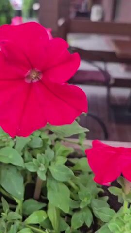 A close-up, panning shot reveals a wooden planter box filled with flowers. The planter box itself is a dark brown, weathered wood. On the left side of the planter, a vibrant, magenta petunia with ruffled petals is in focus, its large bloom dominating the frame. To the right of the petunia, a cluster of tiny white flowers, likely alyssum, forms a delicate contrast. Lush green foliage surrounds both types of flowers. The background is softly blurred, suggesting an outdoor setting, possibly a cafe or patio, with hints of wooden furniture and tables visible. The lighting suggests it is daytime, with diffused light indicating overcast weather or shade. The overall mood is serene and natural, highlighting the beauty of the flowers in their urban setting. No visible text is present.