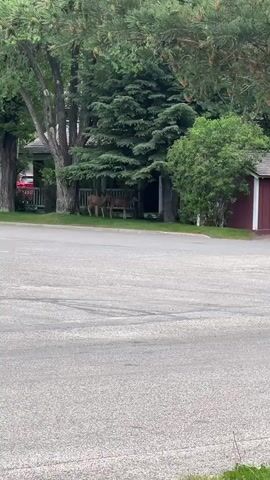 Two deer are standing on a grassy area next to a paved road. Behind the deer, there are several evergreen trees and a small red building with white trim. The deer are facing each other. The deer on the left is looking towards the viewer, and the deer on the right is looking down towards the ground.