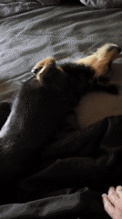 Two small dogs at home in Mykolaiv, everyday indoor scenes.