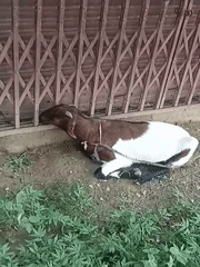 Goat, monkey, and unfinished construction along a rural roadside