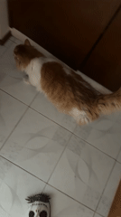 Cat scratches door frame, rests on tiles in Puebla