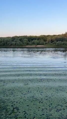 The video shows a calm river with a lush green forest on the opposite bank. The sky is a clear, pale blue. The water's surface is mostly still, with gentle ripples. In the foreground, the water is covered with a dense layer of green aquatic plants, possibly lily pads. A single red object, possibly a buoy or a fishing bobber, is visible in the middle distance on the water. The overall scene is serene and natural.
