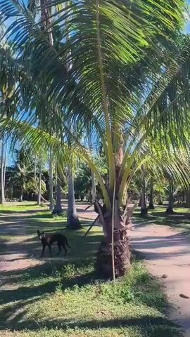 The video captures a sunny outdoor scene dominated by numerous tall coconut palm trees with lush green fronds. A dirt path winds through a grassy area where a tan and white dog is standing. The dog faces the camera and appears to be looking around. The environment suggests a tropical or subtropical location, possibly a park or a beachside area, with a clear blue sky visible above the palm canopy. The lighting indicates it is daytime.