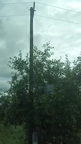 A wooden utility pole stands tall against a cloudy sky. A lush green tree with dark leaves partially obscures the pole. In the background, a grassy field stretches out, dotted with small houses and fences. A person is visible in the distance, walking or riding a bicycle. The scene appears to be rural.