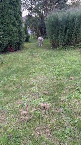 A dog is running across a grassy area. There are trees and bushes in the background. The camera is moving rapidly, making the video appear blurry.