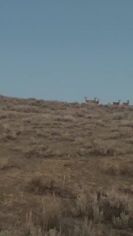 The video shows a distant herd of deer standing on a brown, grassy hillside against a light blue sky. The deer are facing the viewer and appear to be alert. The foreground is also covered with similar brown vegetation.