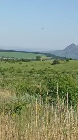 The video shows a panoramic view of a natural landscape on a clear day. The foreground is filled with tall, dry grass and green vegetation. In the middle ground, there are rolling green hills dotted with trees and bushes. In the distance, a large, forested mountain dominates the horizon. The sky is a bright, clear blue. The camera pans slowly across the scene, offering a sweeping view of the rural environment.