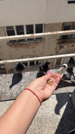 Hand-feeding pigeons on a quiet Sofia morning