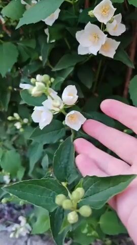 The video shows a close-up of a hand gently touching white jasmine flowers and green leaves. The hand appears to be positioned over a cluster of blooming jasmine flowers, with other flowers and buds visible in the background. The lighting suggests it is daytime, possibly outdoors. The overall scene is one of nature and gentle interaction.