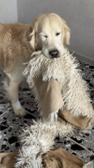 Golden Retriever destroys household items in Tbilisi home