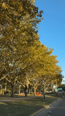 Vehicle travels tree-lined streets in Tigre, Argentina