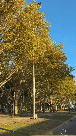Vehicle travels tree-lined streets in Tigre, Argentina