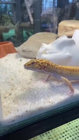 A leopard gecko is shown inside a terrarium. The gecko is yellow with brown spots. It is standing on a bed of white sand. Behind the gecko are some rocks and a white, shell-like object. The terrarium appears to be made of glass.
