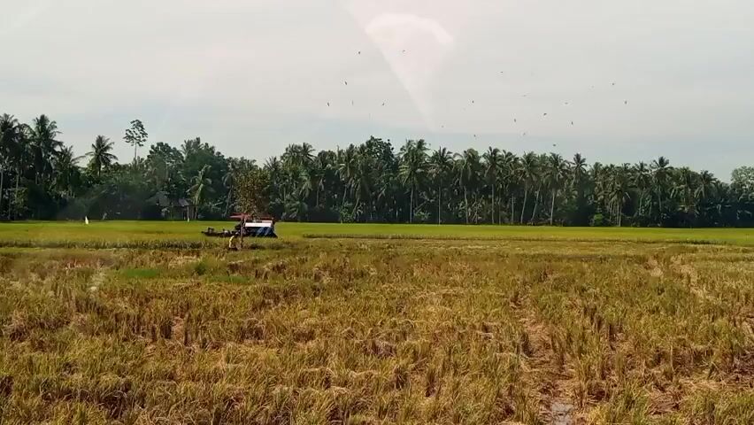 The video shows an expansive agricultural field under a bright sky with scattered clouds. In the foreground, the field is covered in dry, golden-brown rice stubble, indicating a recent harvest or dry season. Further back, a vibrant green rice field stretches across the midground. A blue and red combine harvester is slowly moving from left to right within the green field, actively engaged in harvesting. A person in light-colored clothing is walking next to the harvester, possibly operating or assisting with the machinery. A line of lush green trees, predominantly tall palm trees, forms a dense natural boundary along the horizon. Numerous small, dark specks, likely birds, are visible flying across the sky.