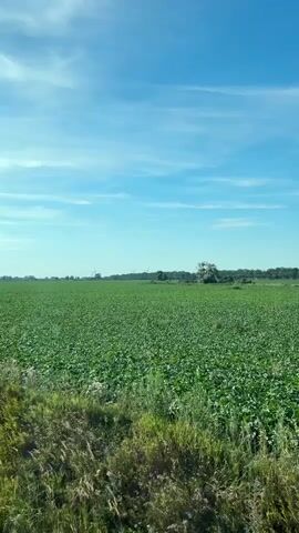 The video shows a wide view of a green field under a blue sky with scattered clouds. In the foreground, tall, dry grass and some green vegetation are visible. The field itself is covered in low-lying green plants, appearing to be crops. In the distance, there is a line of trees and some structures, possibly a wind turbine. The perspective suggests the video was filmed from a moving vehicle, likely a car or train, as the foreground elements are slightly blurred. The overall impression is of a rural landscape on a bright, clear day.