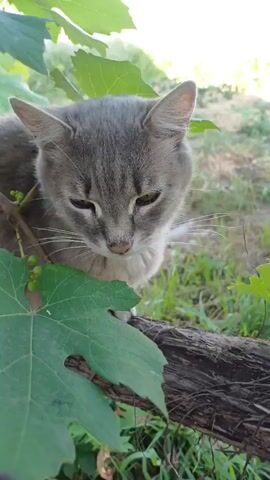A close-up video shows a gray tabby cat sitting outdoors. The cat is looking downwards, with its eyes partially closed. The cat is positioned behind a large green leaf in the foreground, which is partially obscuring its body. A thick, dark brown branch or vine is visible to the right of the cat. The background is blurred, showing green grass and some indistinct foliage. The lighting suggests it is daytime, possibly with sunlight filtering through the leaves.