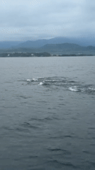 Dolphins spotted jumping near passenger boat in Seririt waters