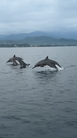 Dolphins spotted jumping near passenger boat in Seririt waters