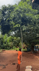 Young person harvests mangoes with pole in Udo, Nigeria