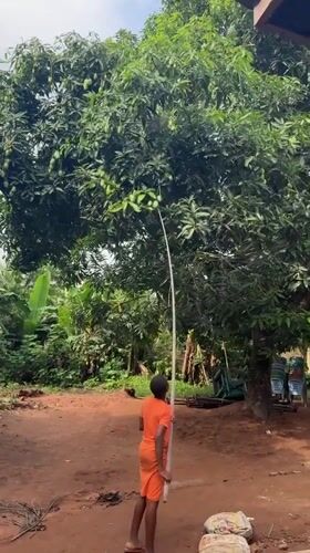 Young person harvests mangoes with pole in Udo, Nigeria
